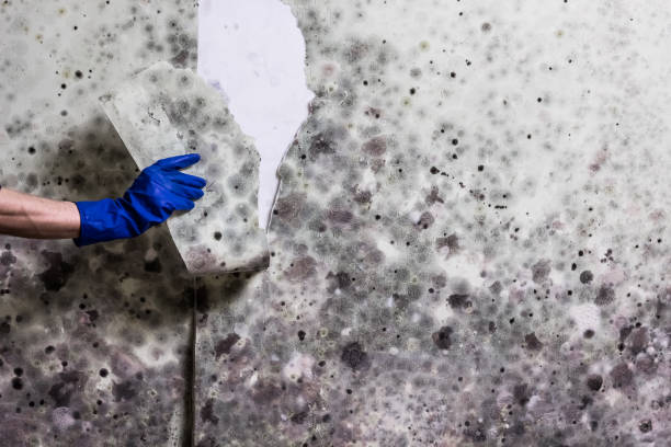 Best HVAC Mold Remediation in Leesville, LA